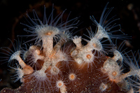 Zoanthids