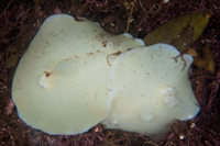 Atagema carinata