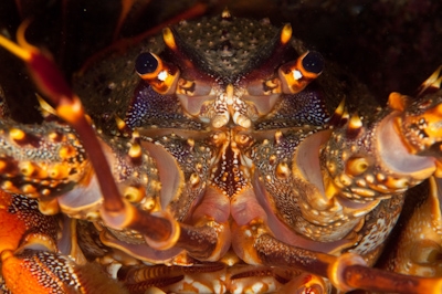 Crayfish