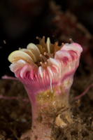 Caryophyllia profunda
