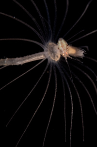 Amphipod