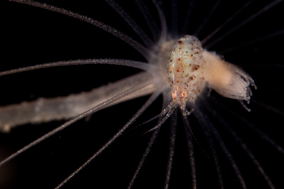 Amphipod