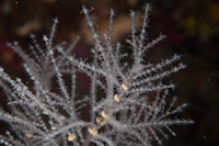 Black coral