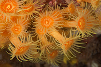 Zoanthids