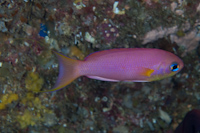 Callanthias allporti