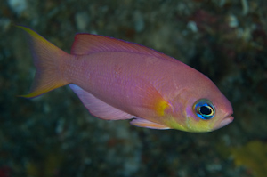 Callanthias allporti