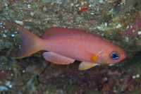 Callanthias allporti
