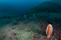 Sea pens