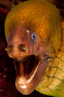 Gymnothorax prasinus
