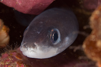 Conger wilsoni