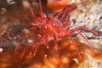Lysmata morelandi