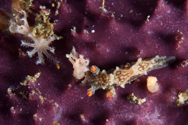 Tritonia flemingi