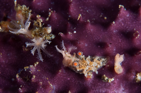 Tritonia flemingi