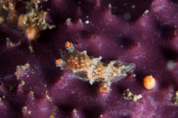 Tritonia flemingi