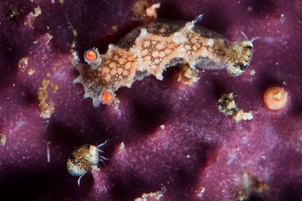Tritonia flemingi