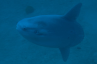 Mola mola