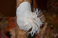 Anemone