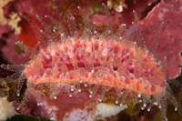Monomyces rubrum