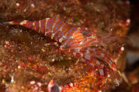Shrimp
