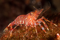 Shrimp
