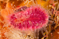 Monomyces rubrum