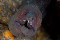 Gymnothorax obesus