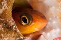 Plagiotremus tapeinosoma
