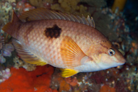Notolabrus celidotus