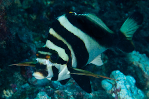 Cheliodactylus sp.