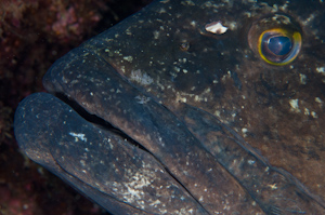 Epinephelus daemelii