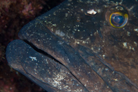 Epinephelus daemelii