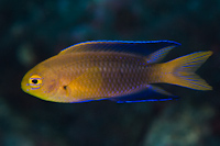 Chrysiptera rapanui