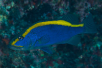 Aulacocephalus temmincki