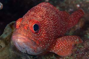 Trachypoma macracanthus