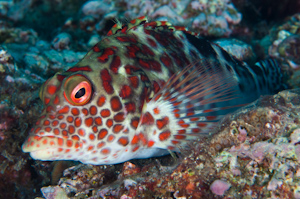 Cirrhitus splendens
