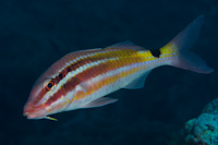 Parupeneus spilurus