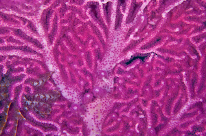 Gorgonian fan