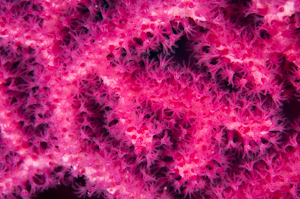 Gorgonian fan