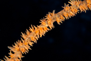 Whip coral