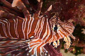 Lionfish