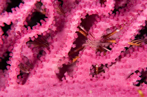 Gorgonian fan