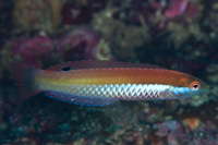 Suezicthys aylingi
