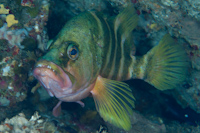 Hypoplectrodes sp.