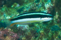 Thalassoma amblycephalum