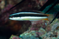 Thalassoma amblycephalum