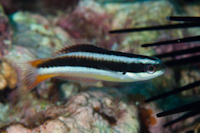 Thalassoma amblycephalum