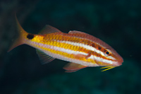 Parupeneus spilurus