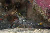 Palaemon affinis