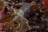 Palaemon affinis