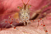 Palaemon affinis